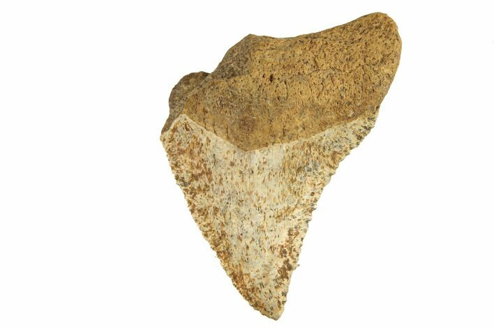 Bargain, Juvenile Fossil Megalodon Tooth From Angola - Unusual Location #258562